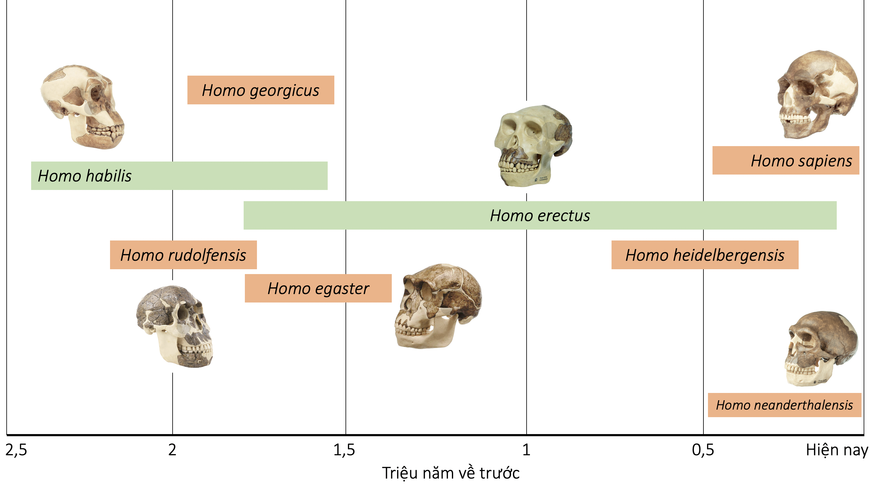 Quá trình phát sinh loài trong chi homo olm